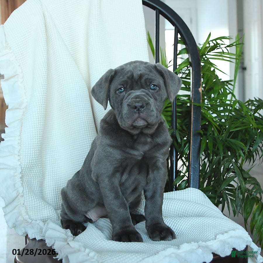 Cane Corso dogs Annie - Ad 1
