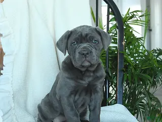 Cane Corso dogs Annie - Ad 1