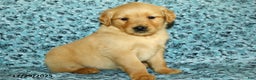 Golden Retriever dogs for sale: Honey - Ad 1
