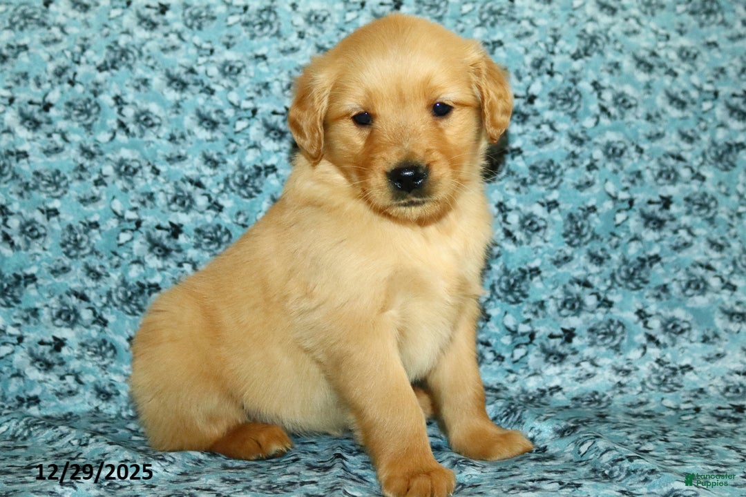 Golden Retriever dogs for sale: Honey - Ad 1