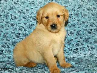 Golden Retriever dogs Honey - Ad 35