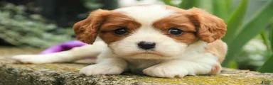 Peach Cavalier King Charles Spaniel 