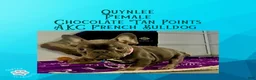French Bulldog dogs for sale: Quynlee “Hot Pink” Collar, Female - Ad 8