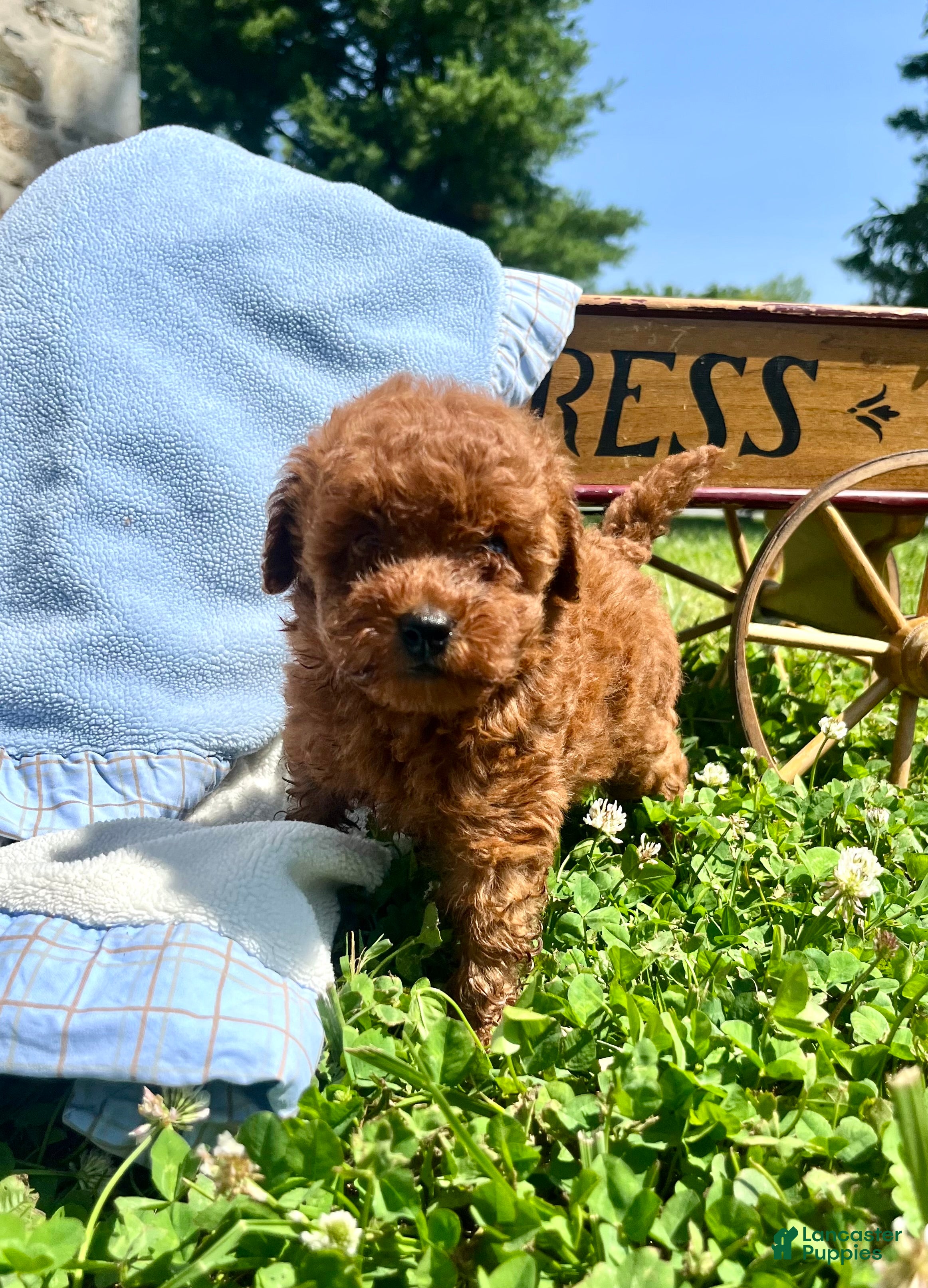 Toy Poodle dogs for sale: Cinnamon❤️AKC❤️5lb dad 8lb mom - Ad 1