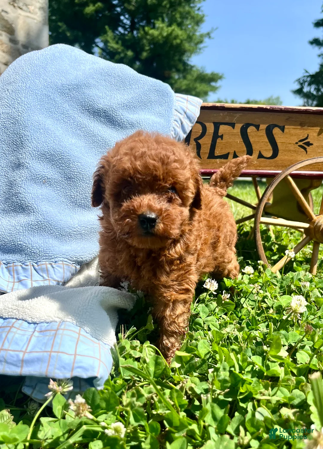 Toy Poodle dogs for sale: Cinnamon❤️AKC❤️5lb dad 8lb mom - Ad 1