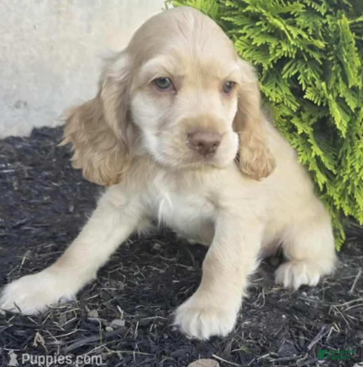 Cocker Spaniel dogs Max - Ad 1