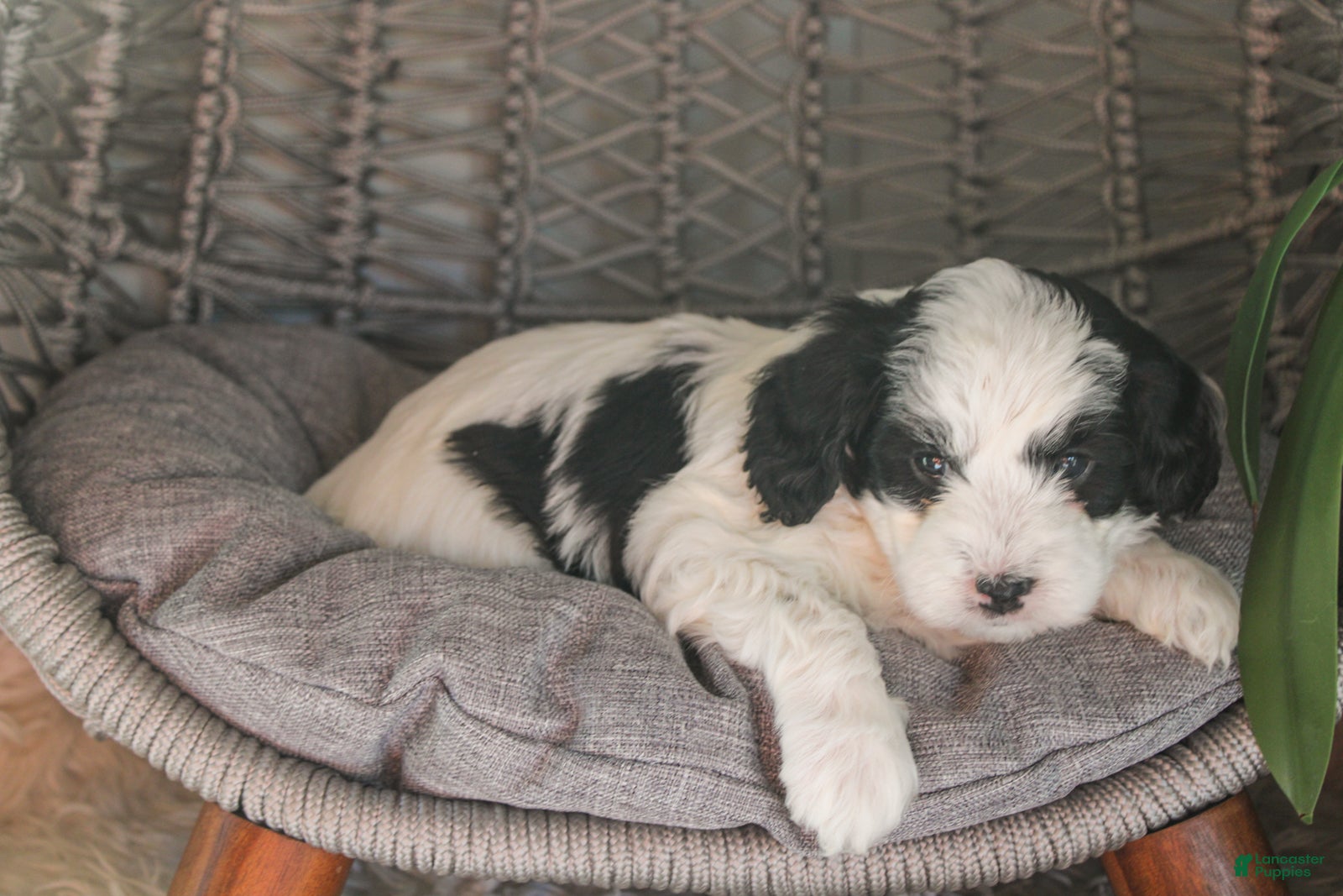 Mixed Breed dogs Raven - Ad 2