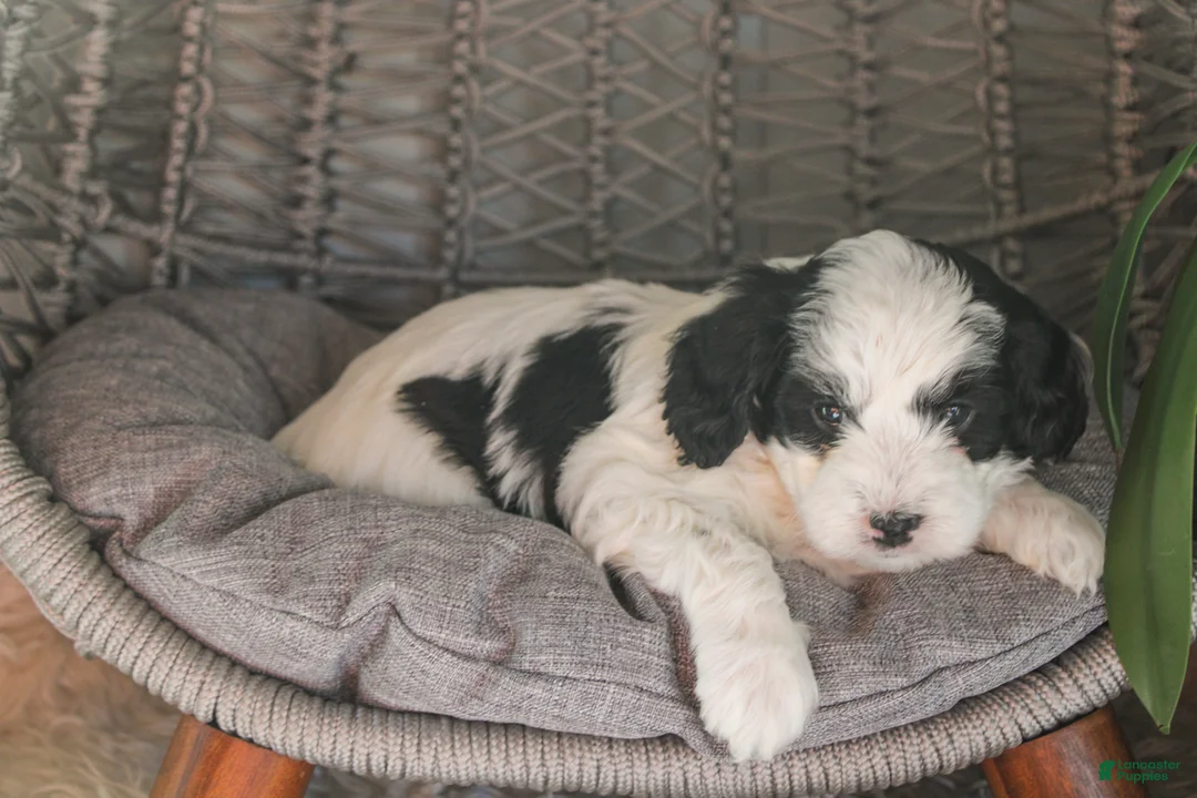 Mixed Breed dogs for sale: Raven - Ad 2