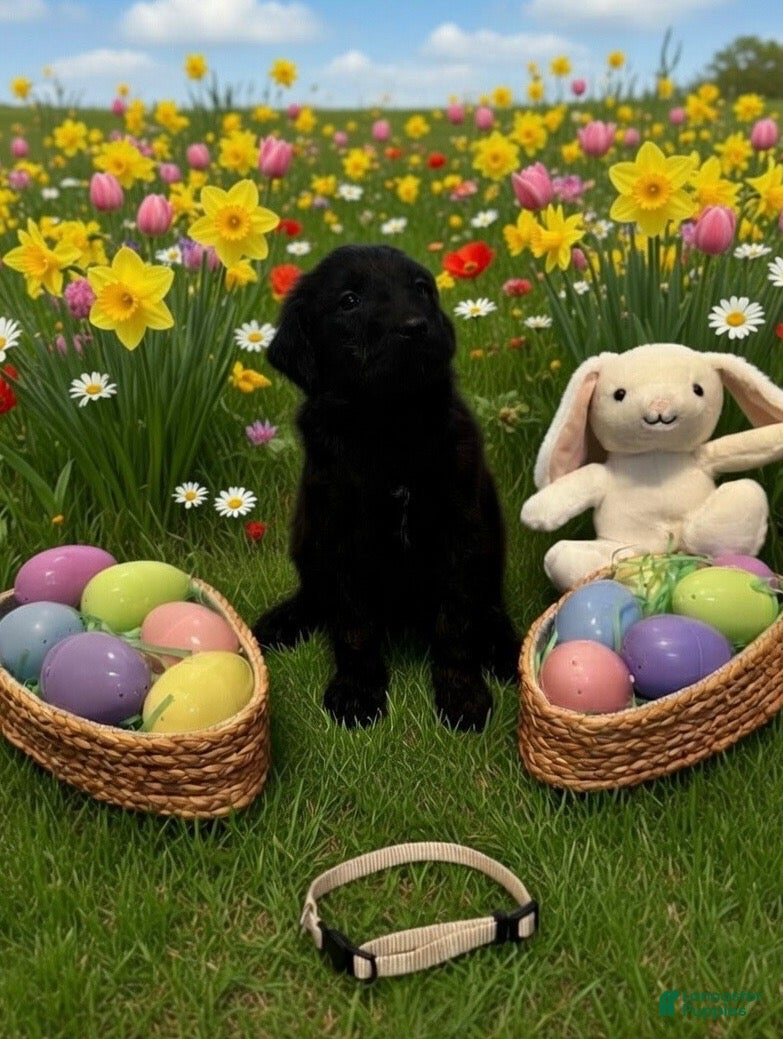 Goldendoodle dogs Goldendoodle Puppy 6 tan - Ad 19