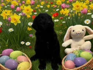 Goldendoodle dogs Goldendoodle Puppy 6 tan - Ad 19