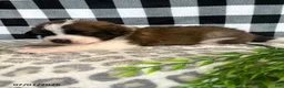 Saint Bernard dogs for sale: Cyber - Ad 2