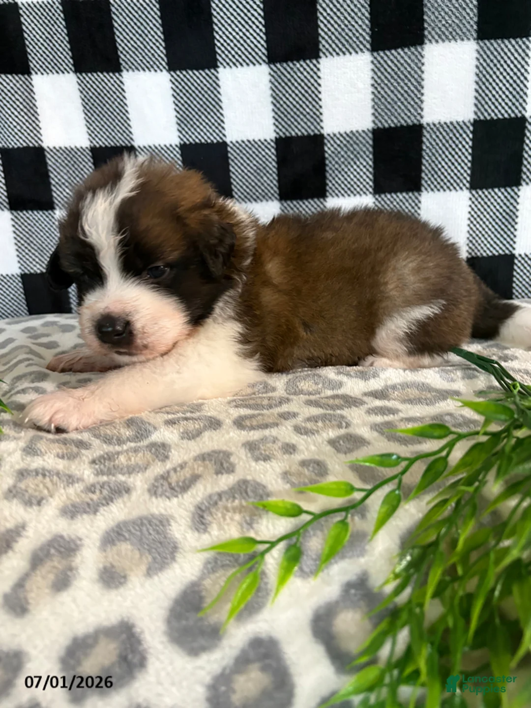 Saint Bernard dogs for sale: Cyber - Ad 2