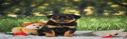 Rottweiler dogs for sale: Kenzie - Ad 10