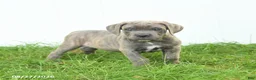 Cane Corso dogs for sale: Royal - Ad 3