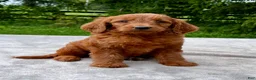 Goldendoodle dogs for sale: Flower medium sized - Ad 3