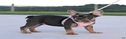 French Bulldog dogs for sale: Sasha - Ad 4