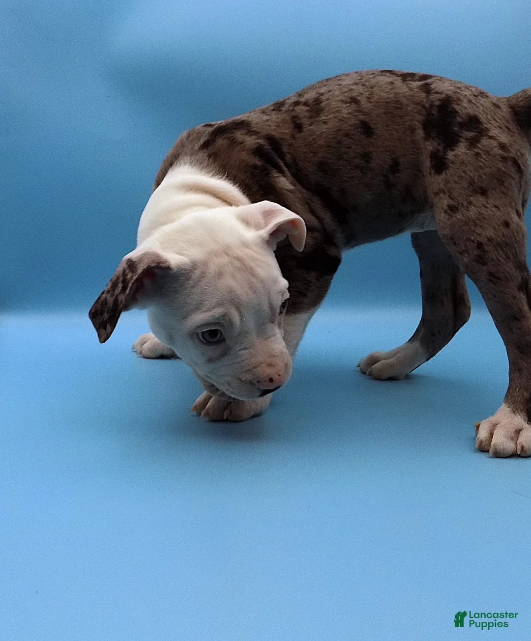 Mixed Breed dogs for sale: Lillith - Ad 6