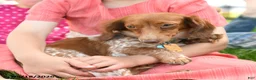 Miniature Dachshund dogs for sale: Twinkle - Ad 6