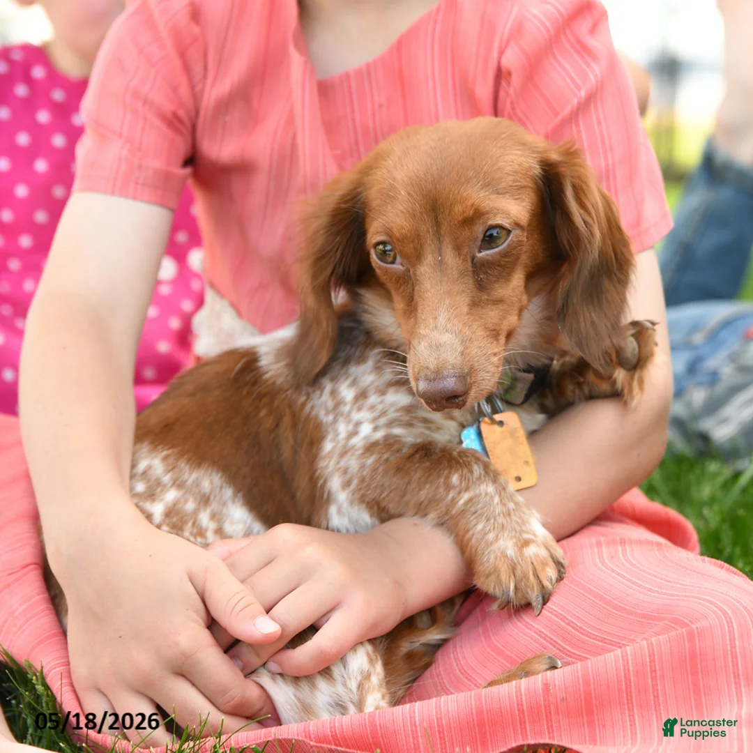 Miniature Dachshund dogs for sale: Twinkle - Ad 6