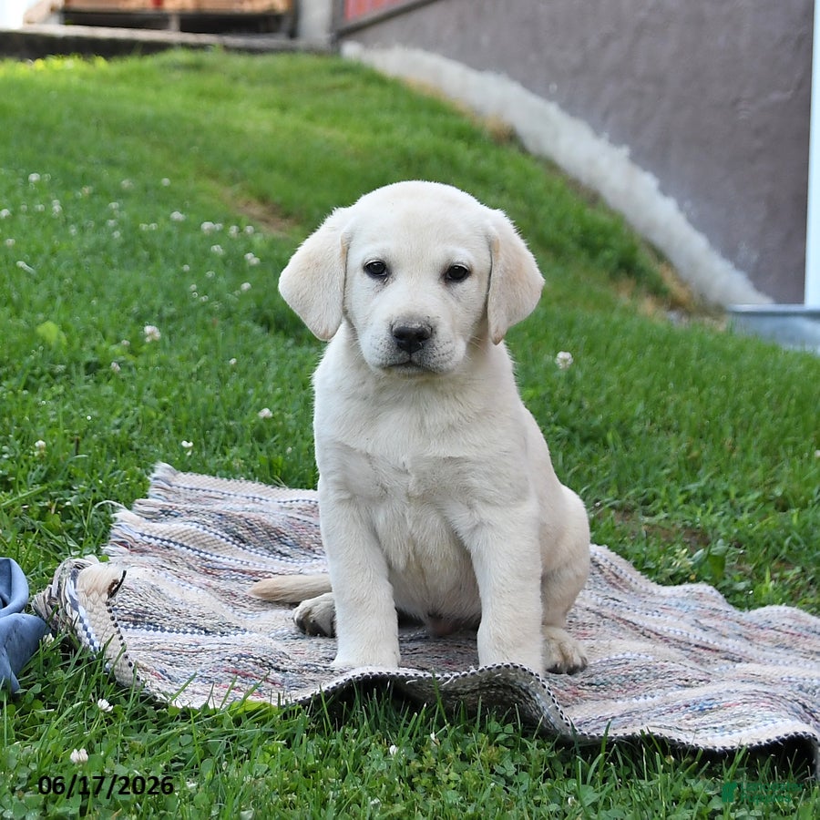 Labrador Retriever dogs Gabe - Ad 1