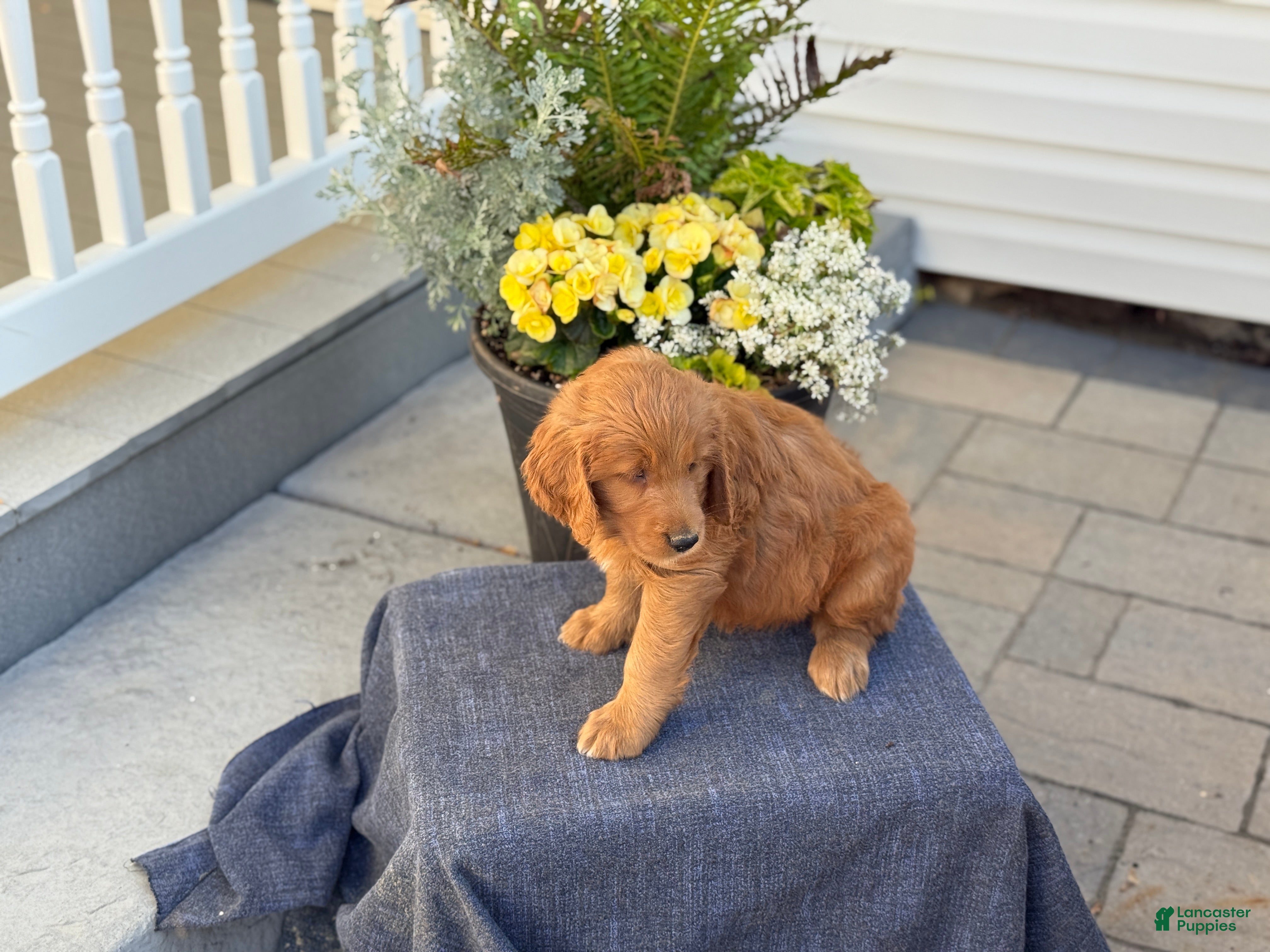 Goldendoodle dogs Trudy - Ad 2
