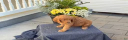 Goldendoodle dogs for sale: Trudy - Ad 2