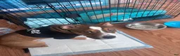 American Bully dogs for stud: Loving American Bully - Ad 3