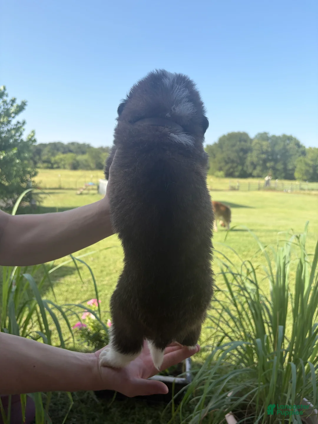 Saint Bernard dogs for sale: Akc Grey - Ad 2