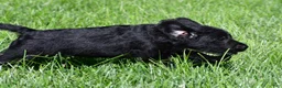 Labradoodle dogs for sale: Jackson - Ad 8