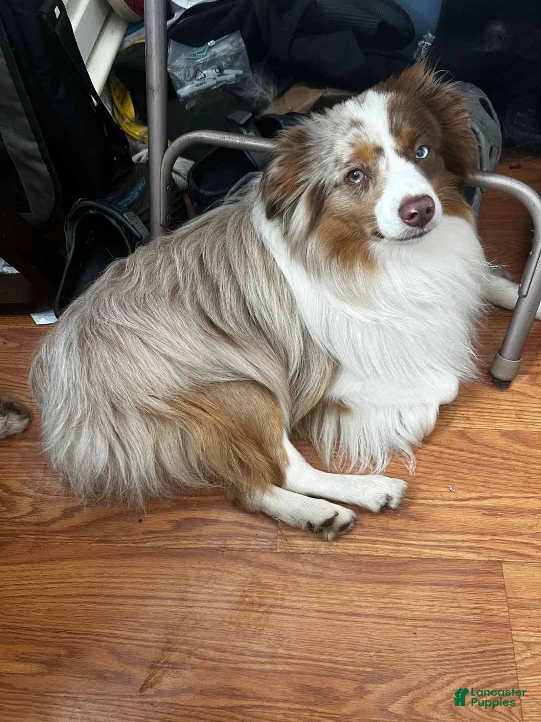 Toy Australian Shepherd dogs for sale: Toy Australian Shepherd Puppy 1 - Ad 8