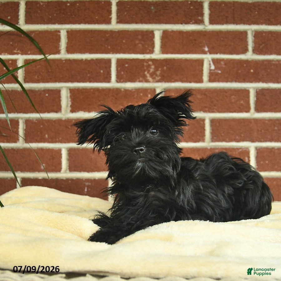 Yorkshire Terrier dogs Raven - Ad 2