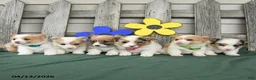 Welsh Corgi Pembroke dogs for sale: Bradly - Ad 5