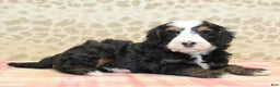 Mini Bernedoodle dogs for sale: Nate - Ad 8