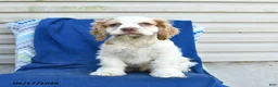 Cocker Spaniel dogs for sale: Moon   - Ad 3