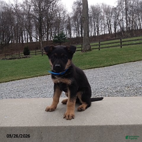German Shepherd dogs Max - Ad 2