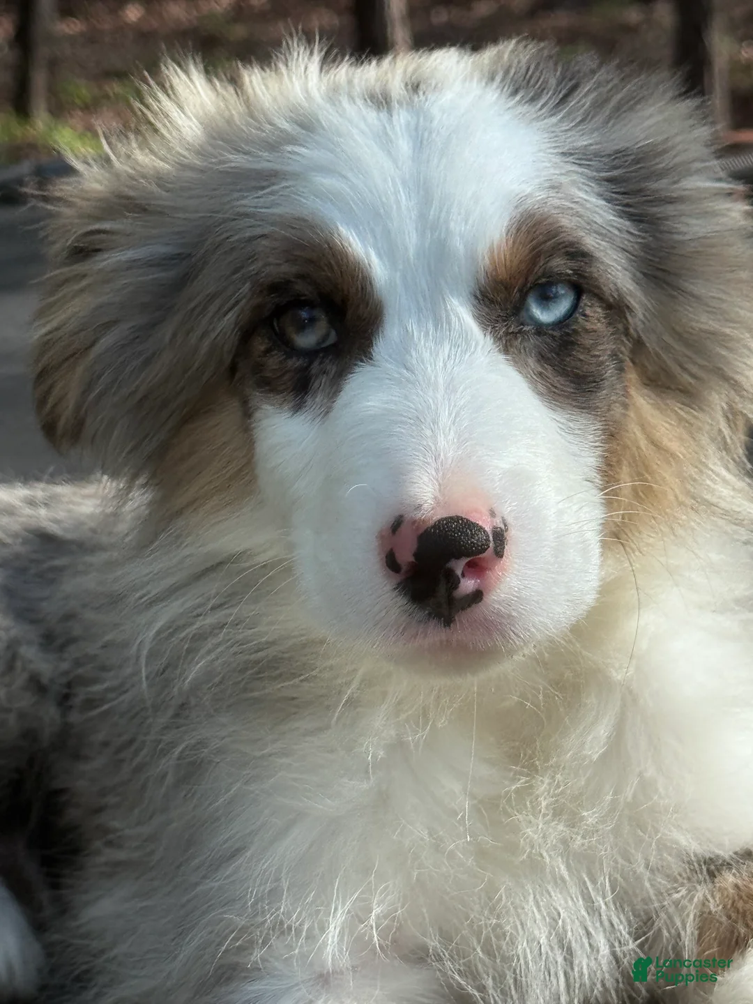 Australian Shepherd dogs for sale: Australian Shepherd Puppy - Tan Collar - Ad 1
