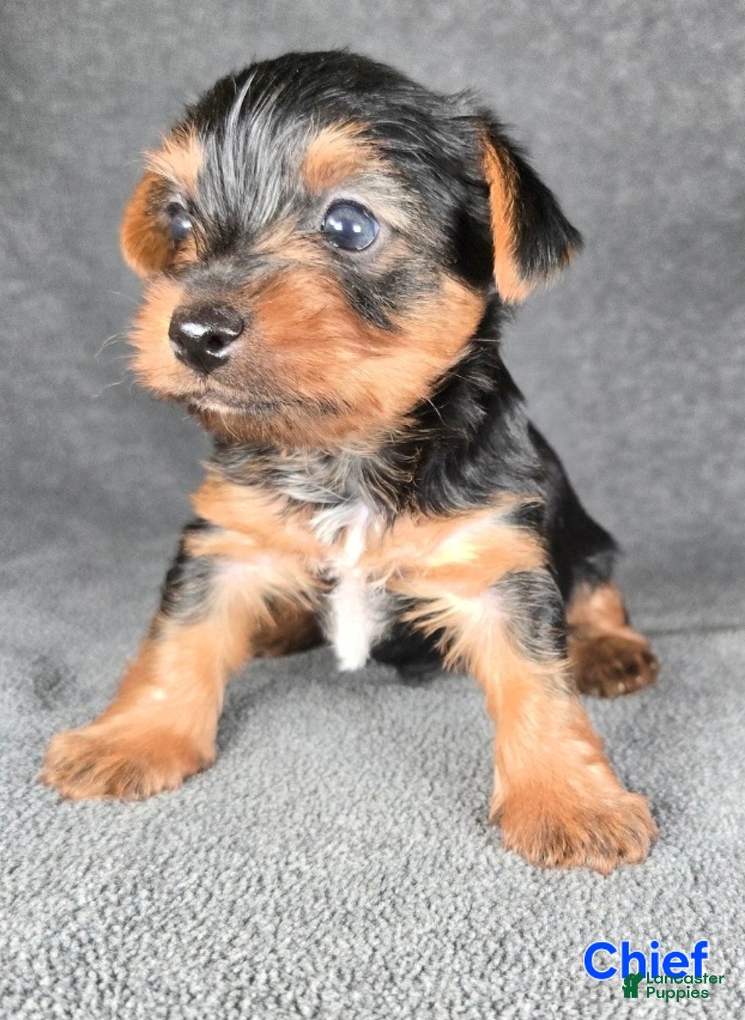 Yorkshire Terrier dogs for sale: Chief - Ad 18