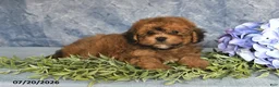 Havapoo dogs for sale: Taffy - Ad 5