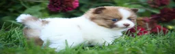 Pomeranian dogs for sale: Athena Pomeranian  - Ad 4