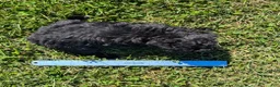 Toy Poodle dogs for sale: Oreo - Ad 12