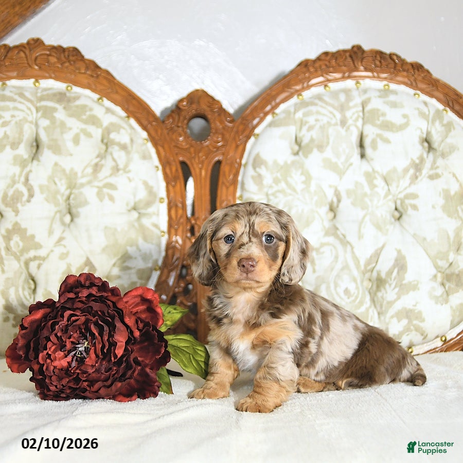 Miniature Dachshund dogs Pearl - Ad 2