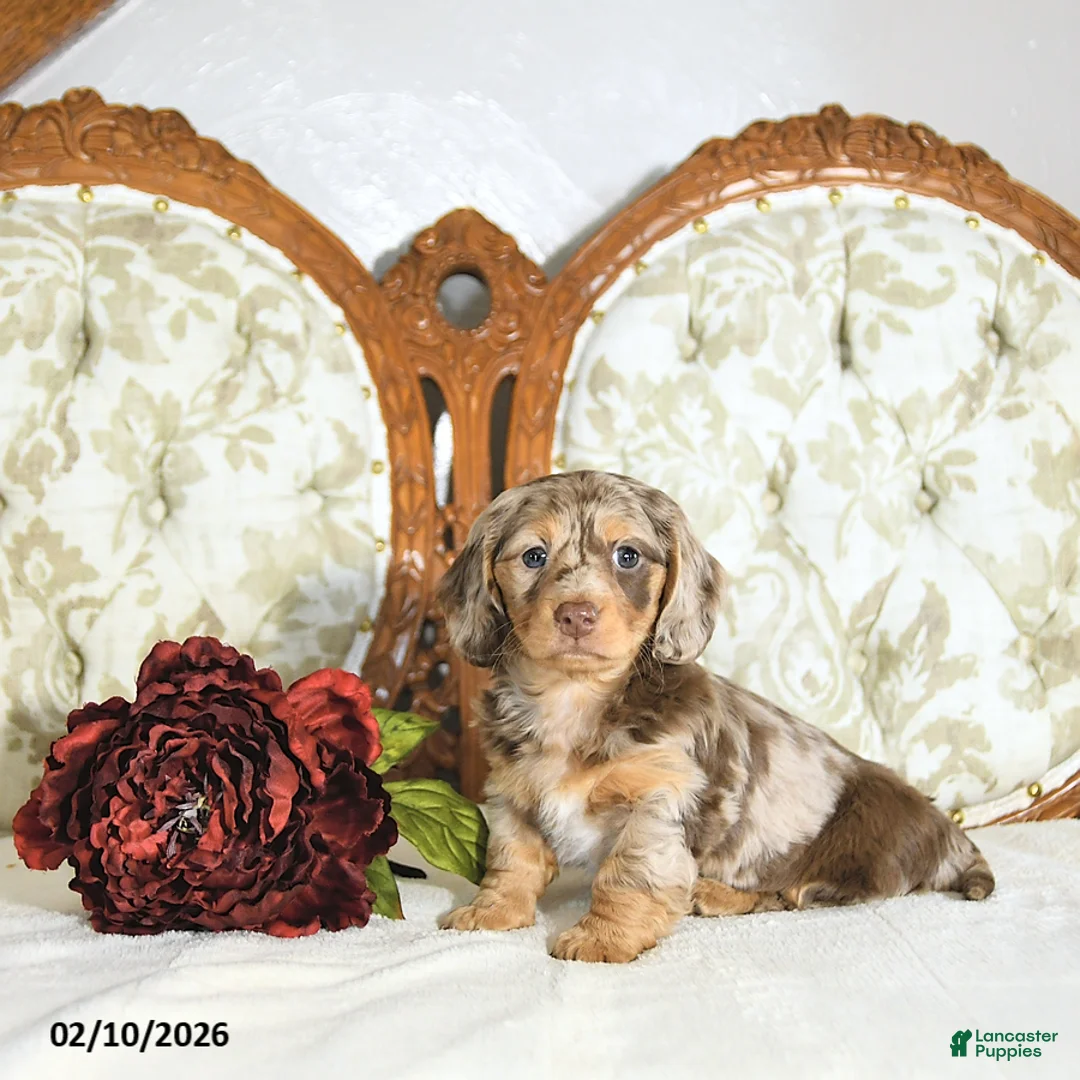 Miniature Dachshund dogs for sale: Pearl - Ad 2