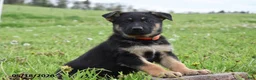 German Shepherd dogs for sale: Rainbow - Ad 1