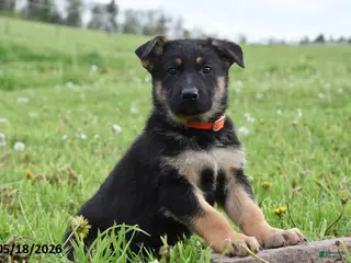 German Shepherd dogs for sale: Rainbow - Ad 3