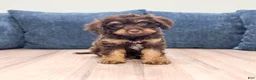 Cavapoo dogs for sale: Hershey - Ad 1
