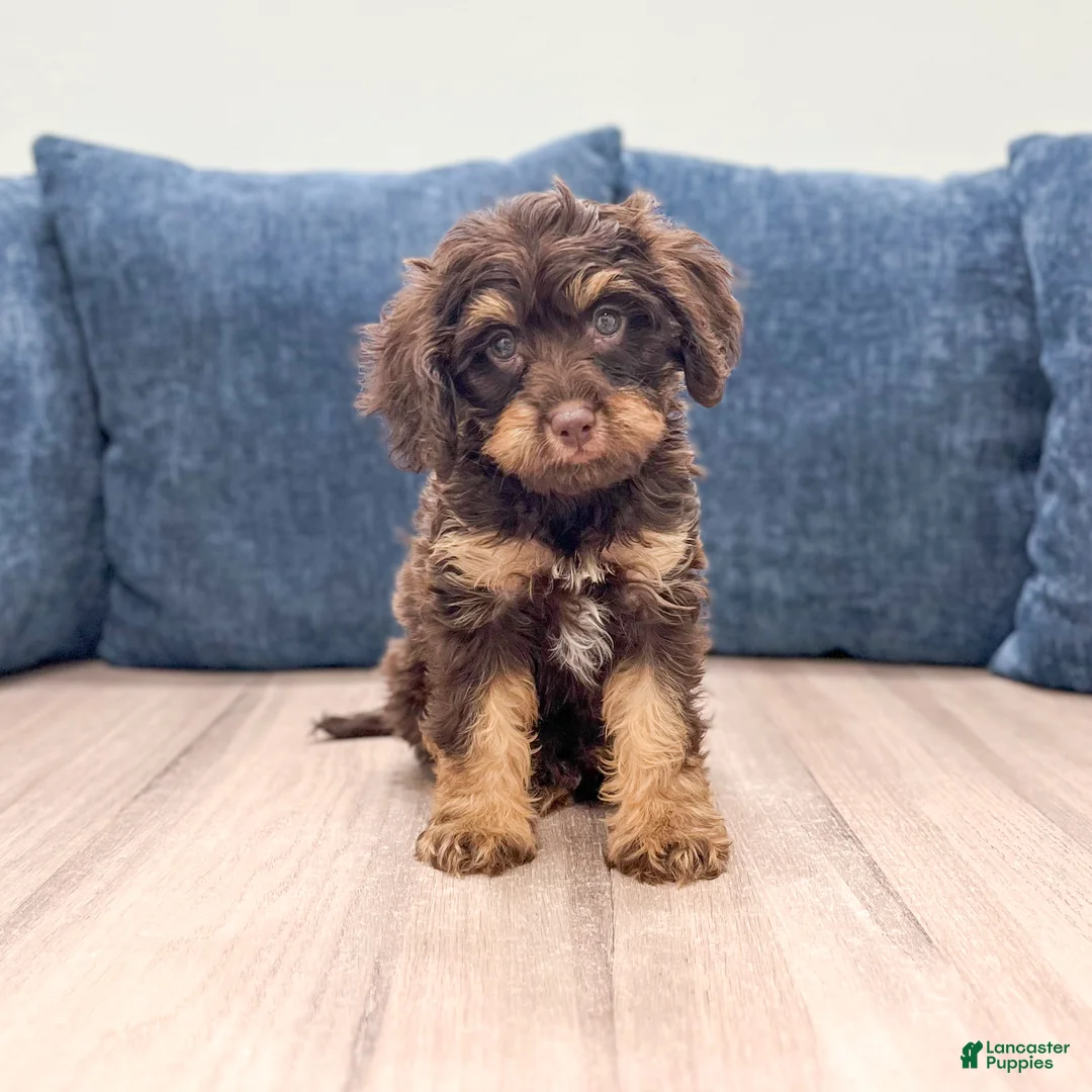 Cavapoo dogs for sale: Hershey - Ad 1