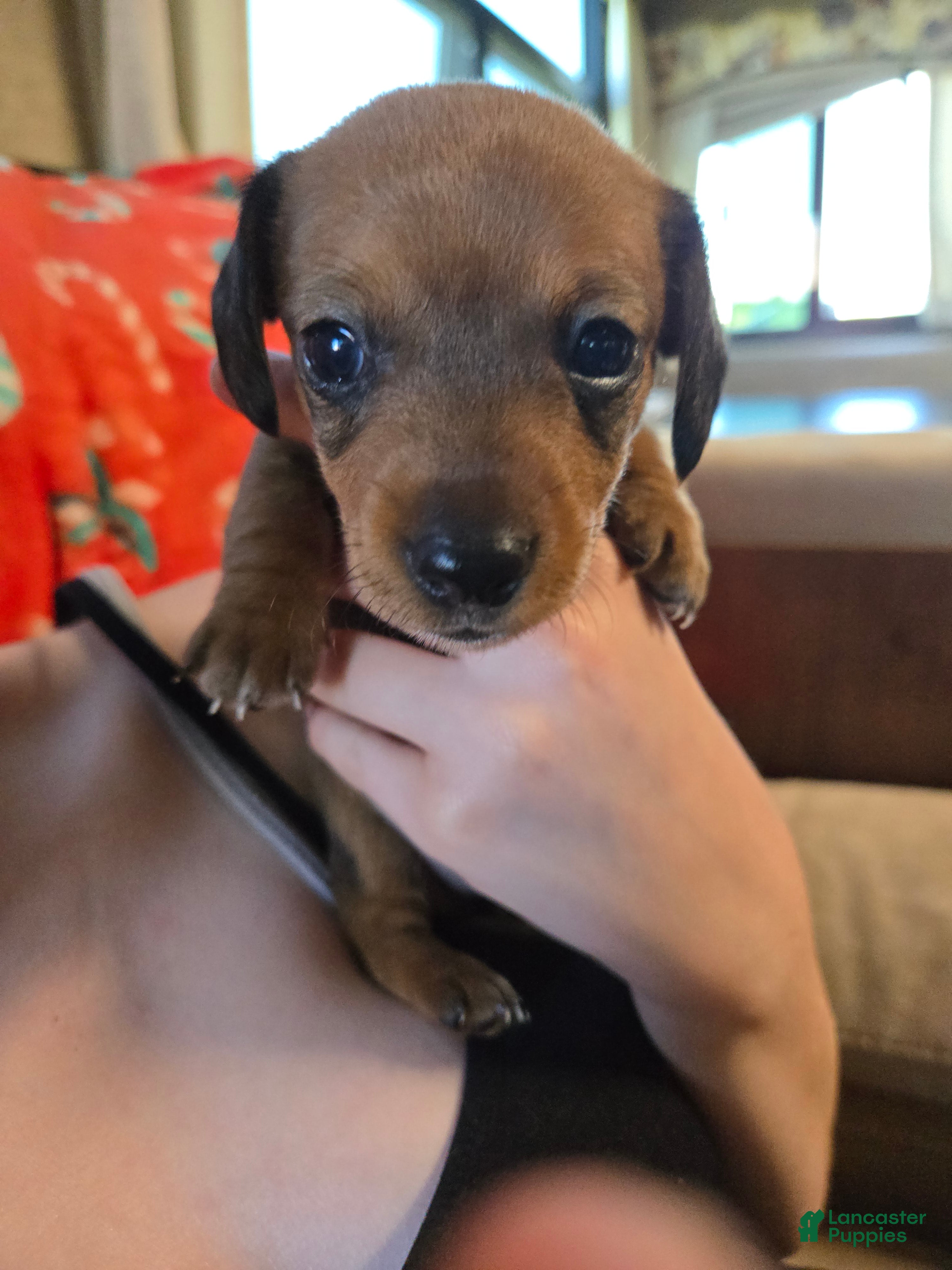 Miniature Dachshund dogs Bandit - Ad 17
