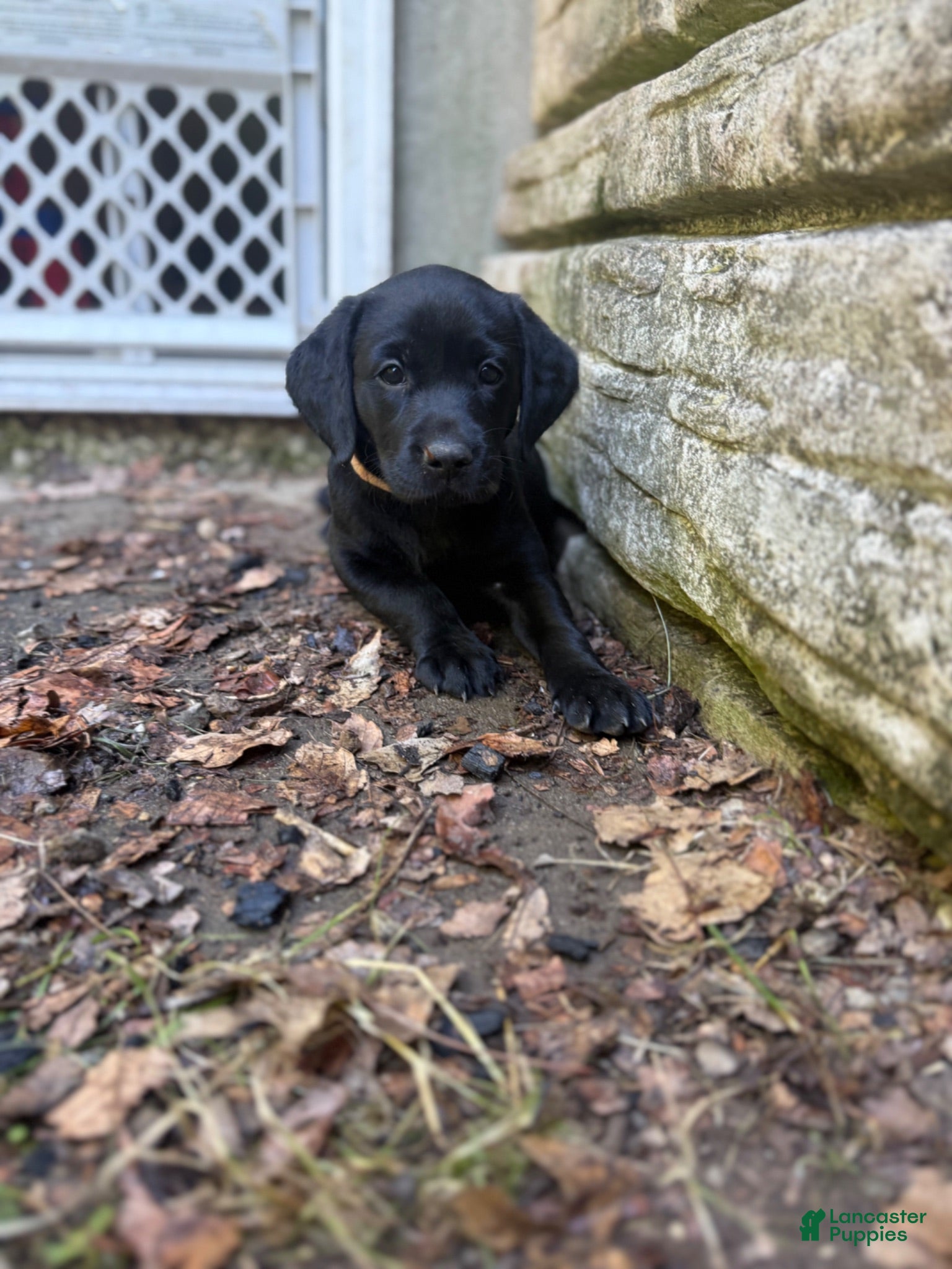 Labrador Retriever dogs for sale: Black female 2  - Ad 3