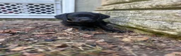 Labrador Retriever dogs for sale: Black female 2  - Ad 1
