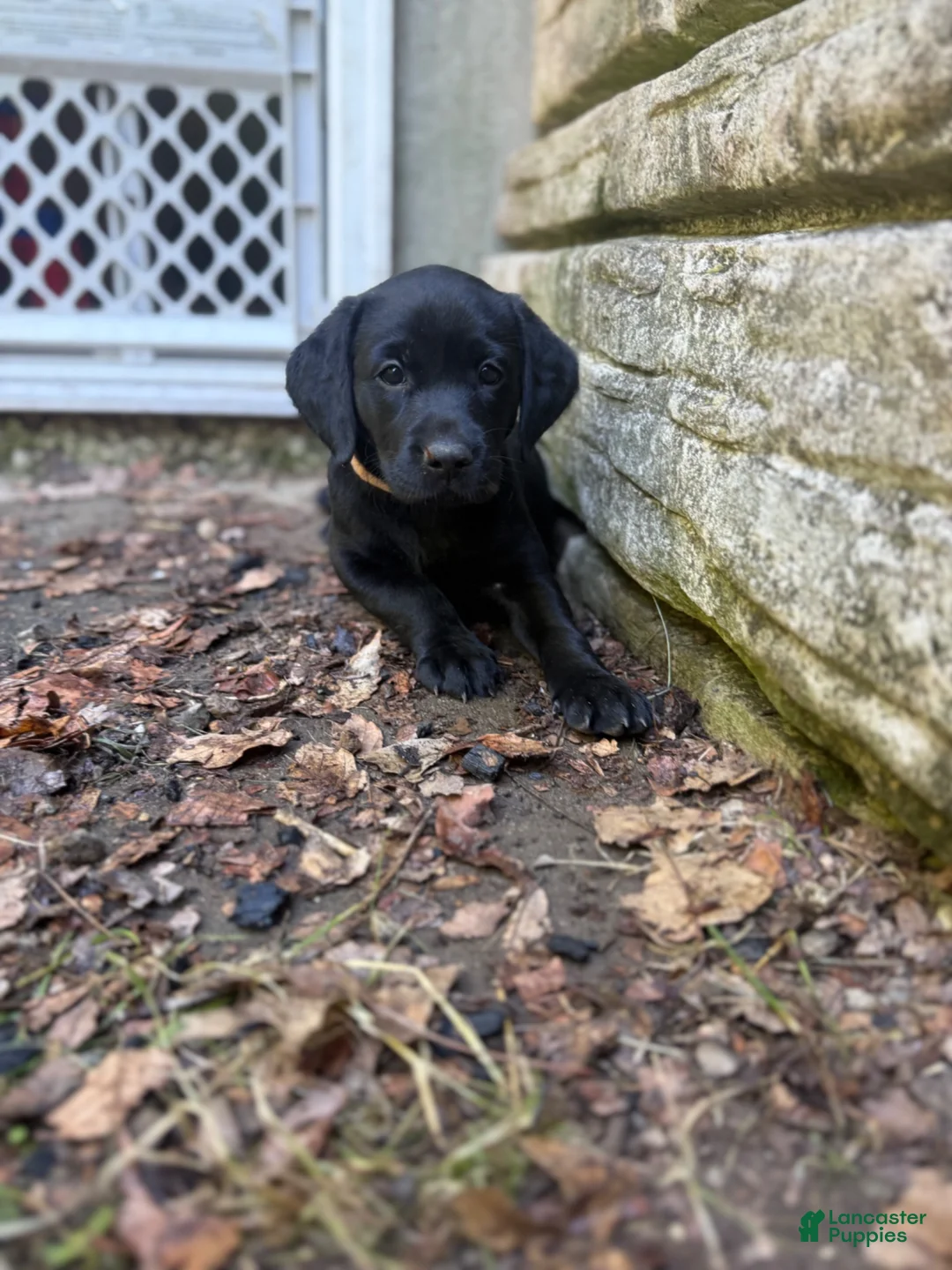 Labrador Retriever dogs for sale: Black female 2  - Ad 1
